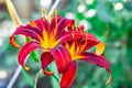 Scarlet lilies. Green background Royalty Free Stock Photo