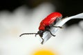 Scarlet Lily Beetle Royalty Free Stock Photo