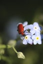 Scarlet Lily beetle Royalty Free Stock Photo