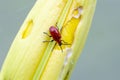 Scarlet Lily Beetle on lily bud Royalty Free Stock Photo