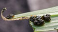 Scarlet lily beetle larvae eat leaves of lilies. Royalty Free Stock Photo