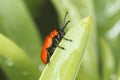 Scarlet lily beetle / Lilioceris lilii Royalty Free Stock Photo