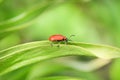 Scarlet lily beetle Royalty Free Stock Photo