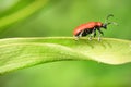 Scarlet lily beetle Royalty Free Stock Photo