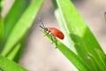 Scarlet lily beetle Royalty Free Stock Photo