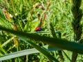 The scarlet lily beetle walking on a green grass blade in summer Royalty Free Stock Photo