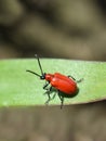 Scarlet lily beetle Lilioceris lilii garden pest Royalty Free Stock Photo