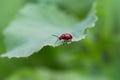 The scarlet lily beetle Lilioceris lilii, or red leaf lily beetle