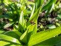 Scarlet lily beetle (Lilioceris lilii) sitting on a green lily plant leaf blade in garden. Its forewings are Royalty Free Stock Photo