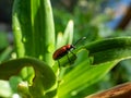 Scarlet lily beetle (Lilioceris lilii) sitting on a green lily plant leaf blade in garden Royalty Free Stock Photo