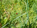 The scarlet lily beetle walking on a green grass blade in summer Royalty Free Stock Photo