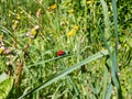 The scarlet lily beetle walking on a green grass blade in summer Royalty Free Stock Photo