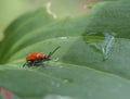 Scarlet lily beetle, red lily beetle, or lily leaf beetle Royalty Free Stock Photo