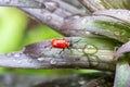 Grass, ladybug, ladybird, animal, background, beautiful, beauty, beetle, berry, black, blossom, bright, bug, close, close-up, clos