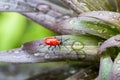 Grass, ladybug, ladybird, animal, background, beautiful, beauty, beetle, berry, black, blossom, bright, bug, close, close-up, clos