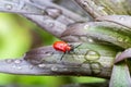 Grass, ladybug, ladybird, animal, background, beautiful, beauty, beetle, berry, black, blossom, bright, bug, close, close-up, clos