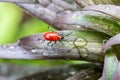 Grass, ladybug, ladybird, animal, background, beautiful, beauty, beetle, berry, black, blossom, bright, bug, close, close-up, clos