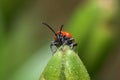 Red lily beetle, or lily leaf beetle - Lilioceris merdigera Royalty Free Stock Photo