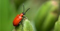 Red lily beetle, or lily leaf beetle - Lilioceris merdigera Royalty Free Stock Photo