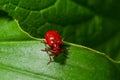 The scarlet lily beetle, red lily beetle or lily leaf beetle, Lilioceris merdigera, close up, macro photography Royalty Free Stock Photo