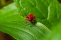 The scarlet lily beetle, red lily beetle or lily leaf beetle, Lilioceris merdigera, close up, macro photography Royalty Free Stock Photo