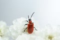 Scarlet Lily Beetle on White Flowers Close-Up Royalty Free Stock Photo