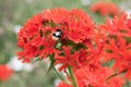 Maltese cross, Silene chalcedonica, red flowers