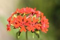 scarlet lychnis flower in beautiful red