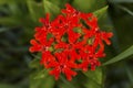 Scarlet lychnis flower, summertime in South Windsor, Connecticut