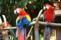 Scarlet Macaw