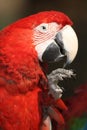 Scarlet Macaw Royalty Free Stock Photo