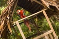 Scarlet Macaw Royalty Free Stock Photo