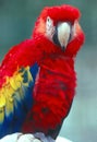 Scarlet Macaw