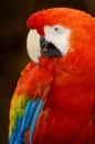 Scarlet Macaw