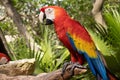 The scarlet macaw, also known as the macaw ara macao, is a typical Amazonian parrot with a colorful plumage