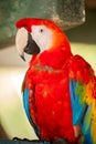 Scarlet macaw Royalty Free Stock Photo