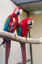 Scarlet Macaw. Ara macao Royalty Free Stock Photo