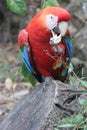 Scarlet macaw (ara macao) Royalty Free Stock Photo