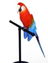 The Scarlet Macaw on Stand,3D Illustration