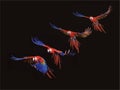 Scarlet Macaw, ara macao, in Flight against Black Background, Movement Sequence
