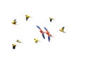 The scarlet macaw Ara macao and flock of jandaya parakeet or jenday conure Aratinga jandaya flying with white background.