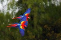 The scarlet macaw Ara macao flying through forest with green background. Royalty Free Stock Photo