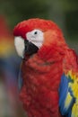 Scarlet Macaw Ara macao Royalty Free Stock Photo