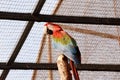 Scarlet Macaw Royalty Free Stock Photo