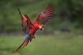 Scarlet Macaw - Ara macao Royalty Free Stock Photo