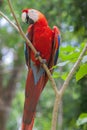 Scarlet macaws are large multi colored parrots and a national symbol to Honduras