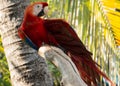 Scarlet Macaw parrot bird. Exotic, green. Royalty Free Stock Photo