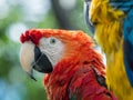 The scarlet macaw