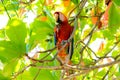 A Scarlet macaw Ara macao macao Royalty Free Stock Photo