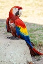 Scarlet macaw Ara macao , national bird of Hinduras, sits at ruin in the archaeological park Copan, Hondur Royalty Free Stock Photo